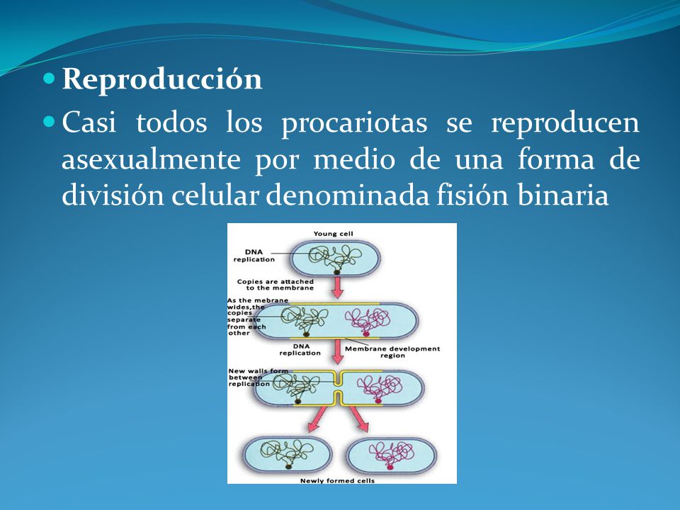 Reproducción Casi todos los procariotas se reproducen asexualmente por medio de una forma de división celular denominada fisión binaria.
