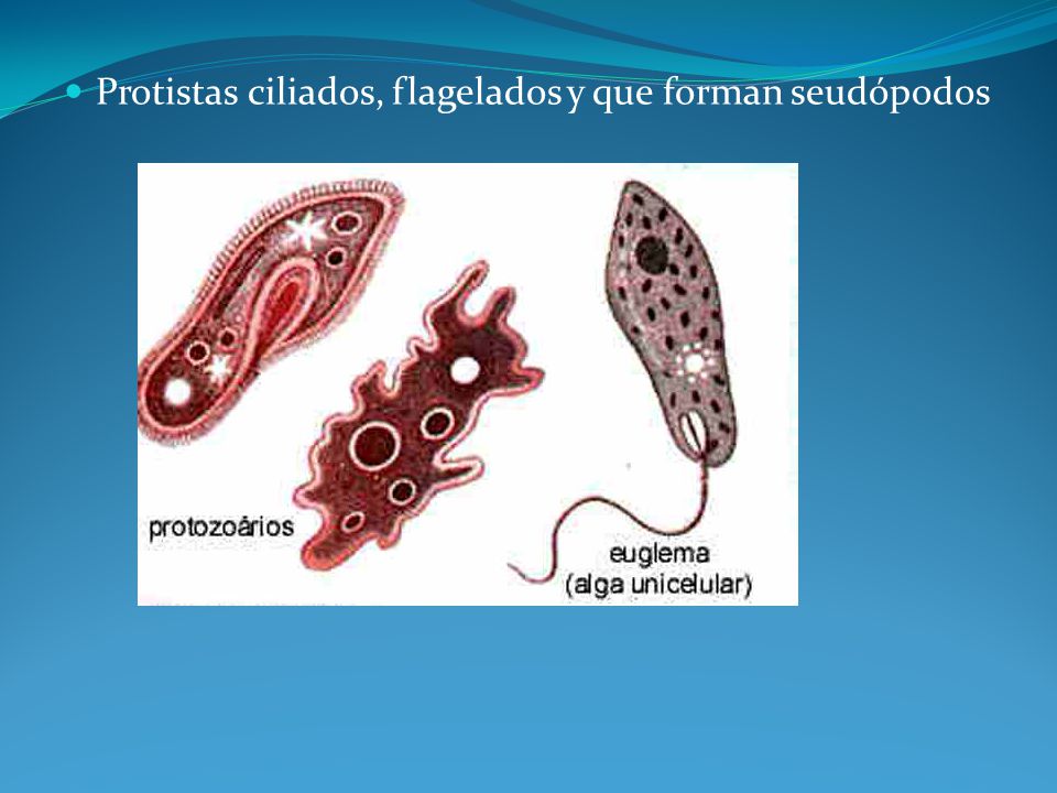 Protistas ciliados, flagelados y que forman seudópodos