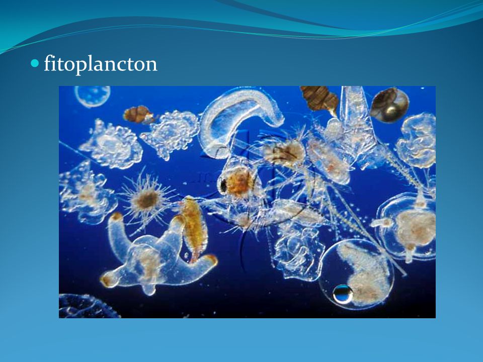 fitoplancton