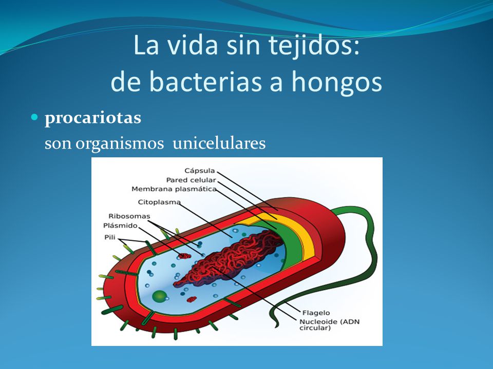 La vida sin tejidos: de bacterias a hongos