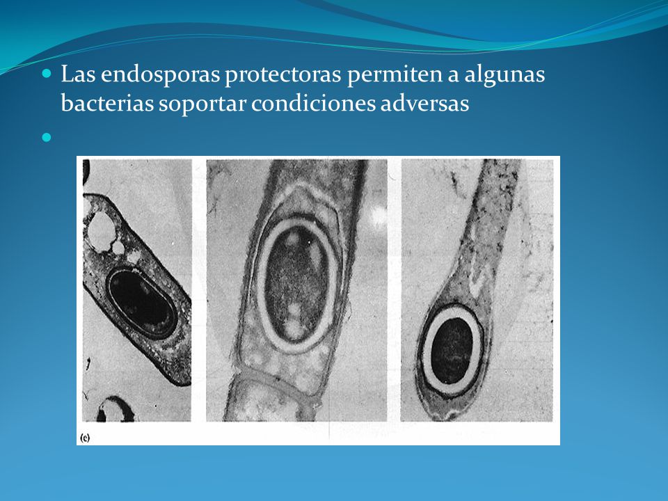 Las endosporas protectoras permiten a algunas bacterias soportar condiciones adversas