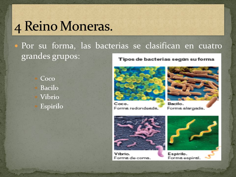 4 Reino Moneras. Por su forma, las bacterias se clasifican en cuatro grandes grupos: Coco. Bacilo.