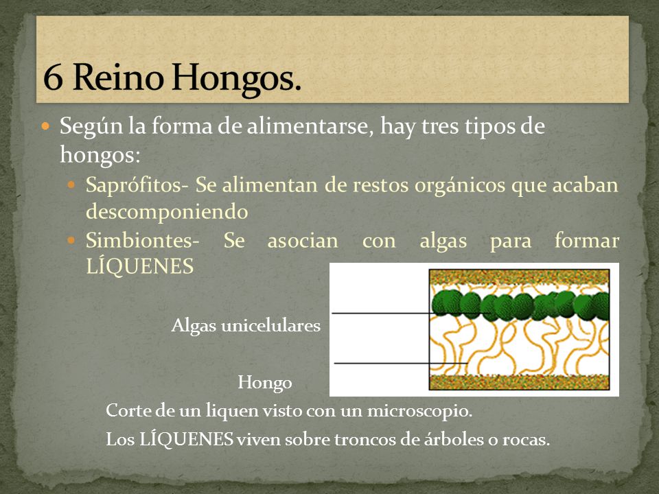 6 Reino Hongos. Según la forma de alimentarse, hay tres tipos de hongos: Saprófitos- Se alimentan de restos orgánicos que acaban descomponiendo.