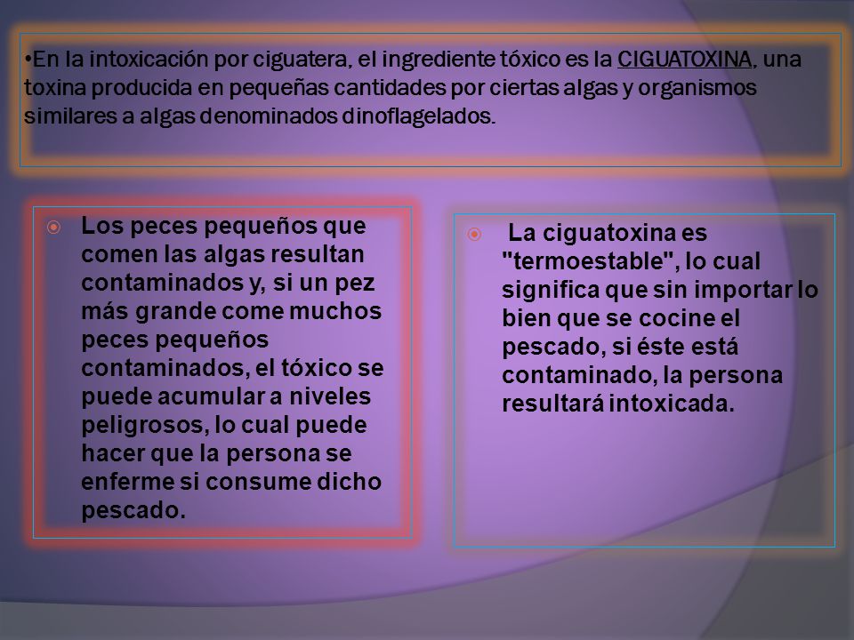 En la intoxicación por ciguatera, el ingrediente tóxico es la CIGUATOXINA, una toxina producida en pequeñas cantidades por ciertas algas y organismos similares a algas denominados dinoflagelados.