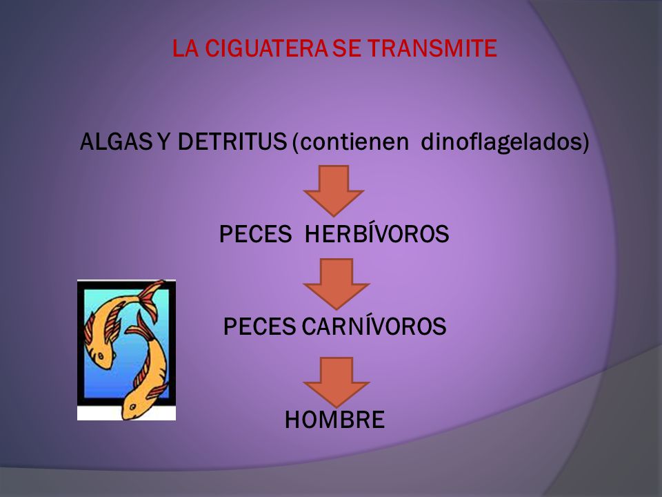 LA CIGUATERA SE TRANSMITE ALGAS Y DETRITUS (contienen dinoflagelados) PECES HERBÍVOROS PECES CARNÍVOROS HOMBRE