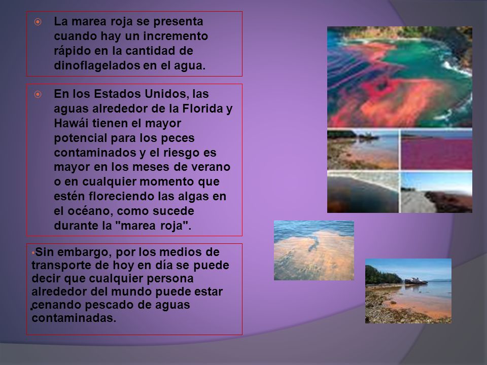 La marea roja se presenta cuando hay un incremento rápido en la cantidad de dinoflagelados en el agua.