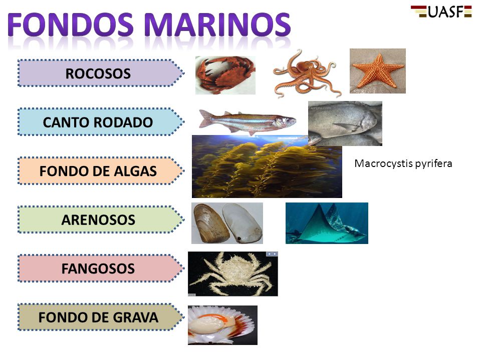 Fondos marinos ROCOSOS CANTO RODADO FONDO DE ALGAS ARENOSOS FANGOSOS