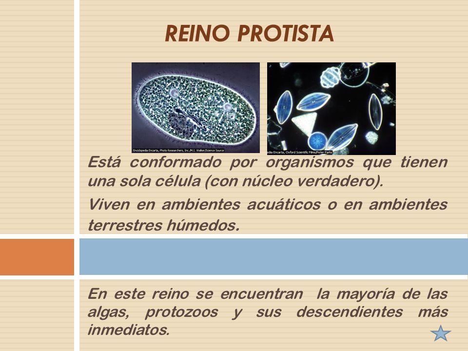 REINO PROTISTA Está conformado por organismos que tienen una sola célula (con núcleo verdadero).