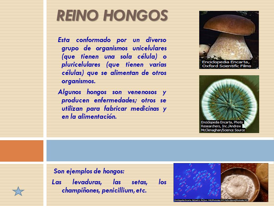 REINO HONGOS