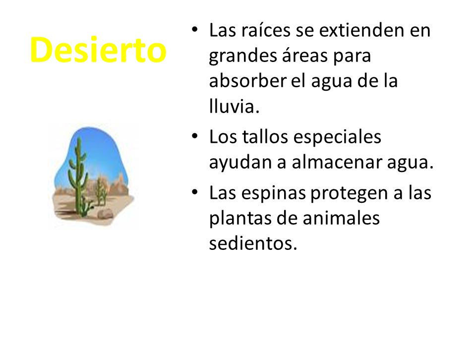 Desierto Las raíces se extienden en grandes áreas para absorber el agua de la lluvia. Los tallos especiales ayudan a almacenar agua.
