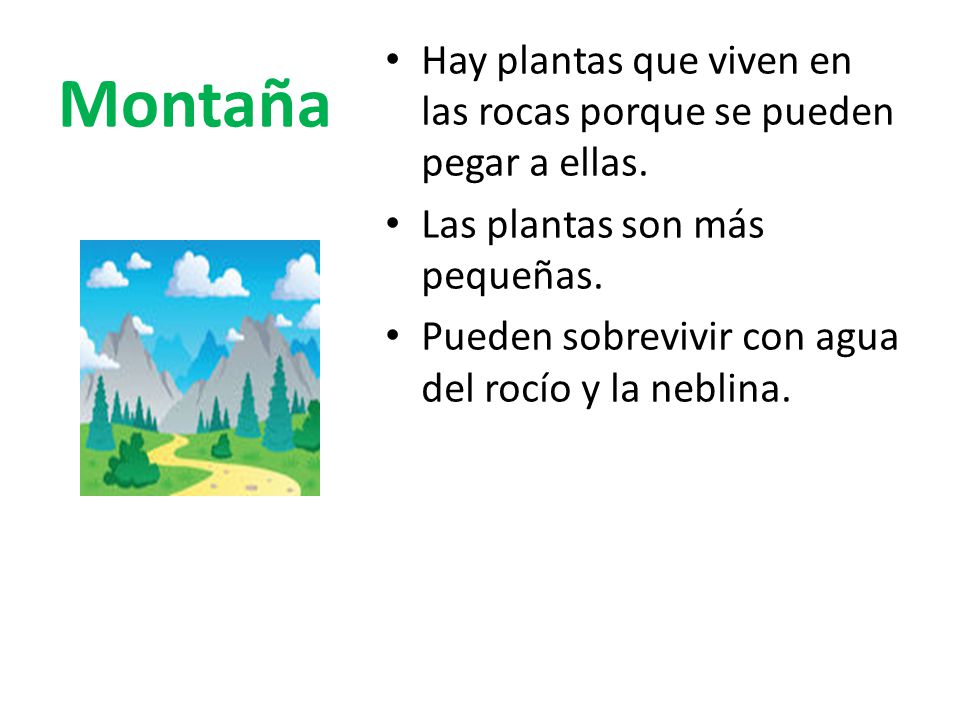 Montaña Hay plantas que viven en las rocas porque se pueden pegar a ellas. Las plantas son más pequeñas.
