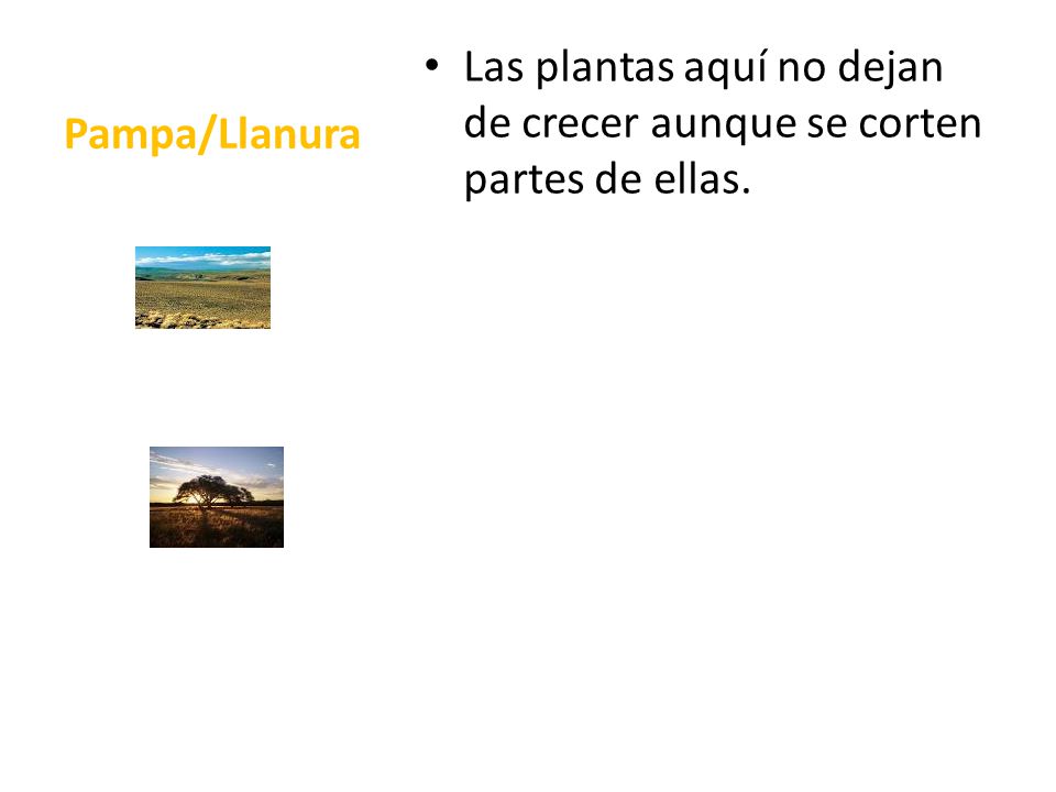 Pampa/Llanura Las plantas aquí no dejan de crecer aunque se corten partes de ellas.