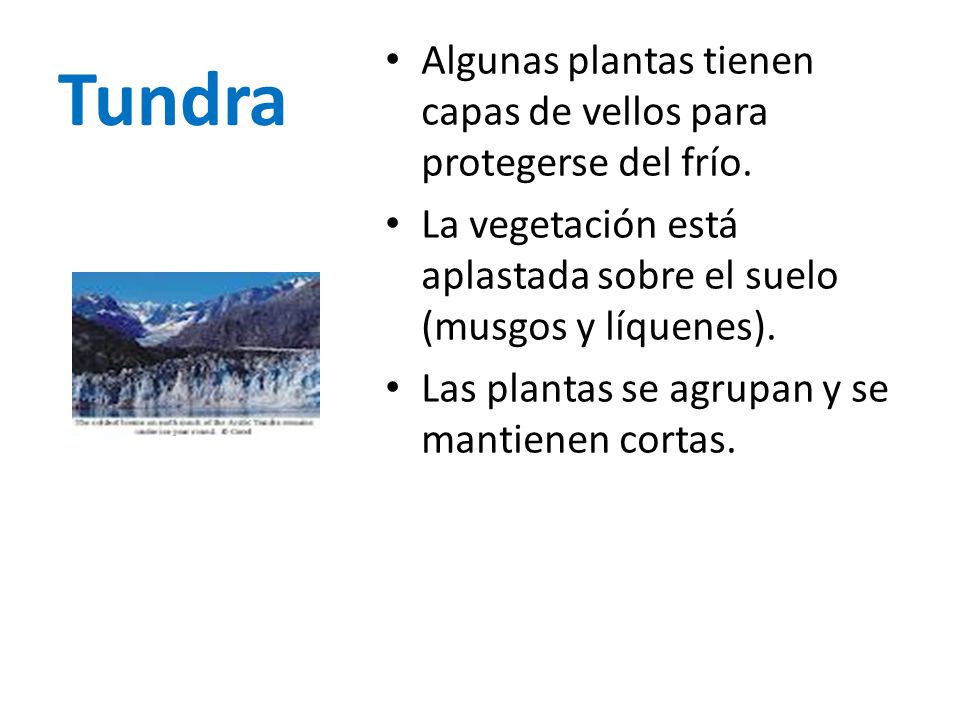 Tundra Algunas plantas tienen capas de vellos para protegerse del frío. La vegetación está aplastada sobre el suelo (musgos y líquenes).