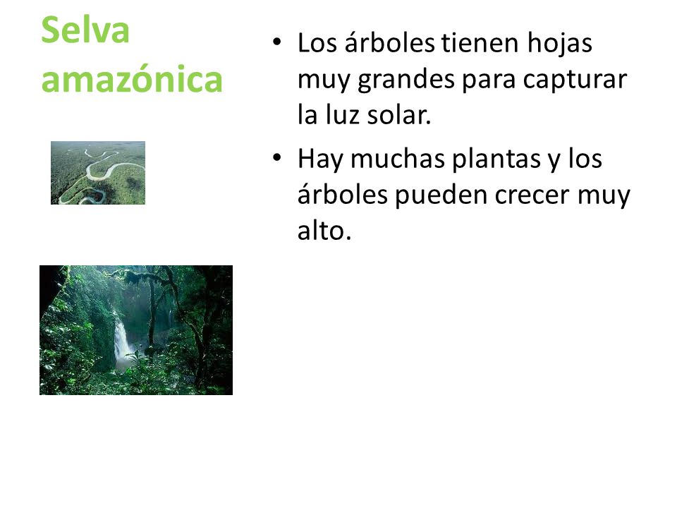 Selva amazónica Los árboles tienen hojas muy grandes para capturar la luz solar.