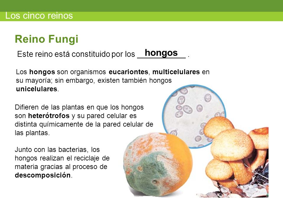 Reino Fungi Los cinco reinos hongos