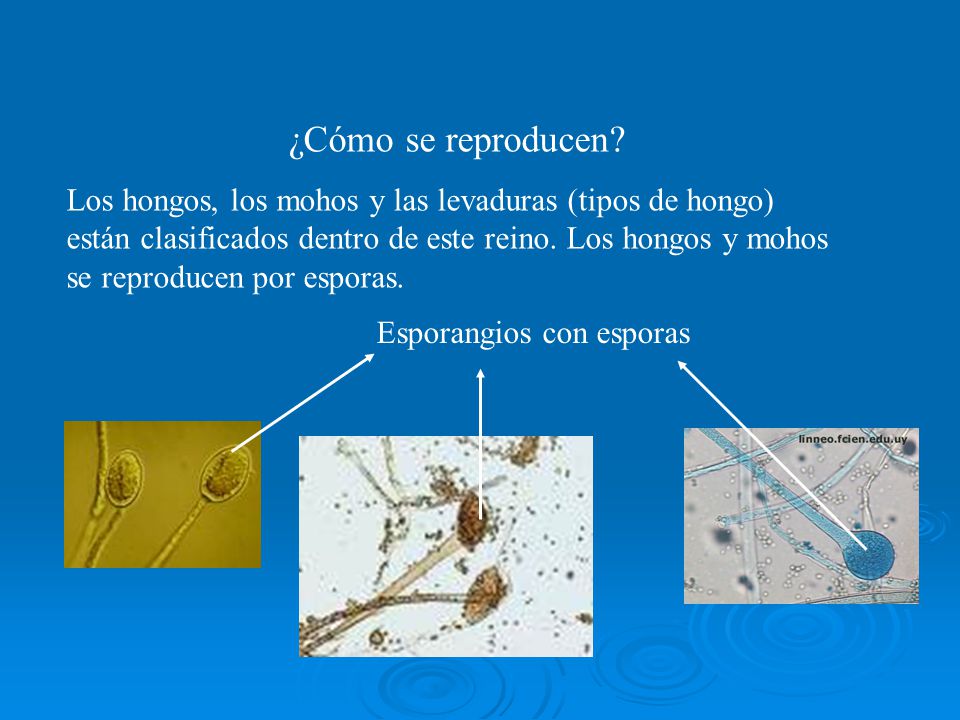 ¿Cómo se reproducen