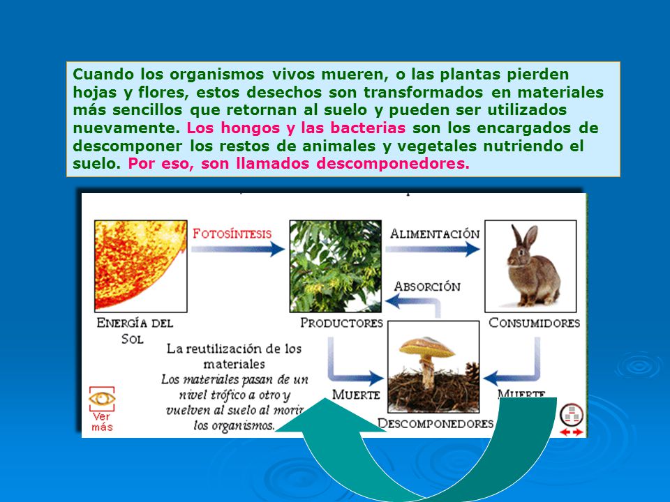 Cuando los organismos vivos mueren, o las plantas pierden hojas y flores, estos desechos son transformados en materiales más sencillos que retornan al suelo y pueden ser utilizados nuevamente.