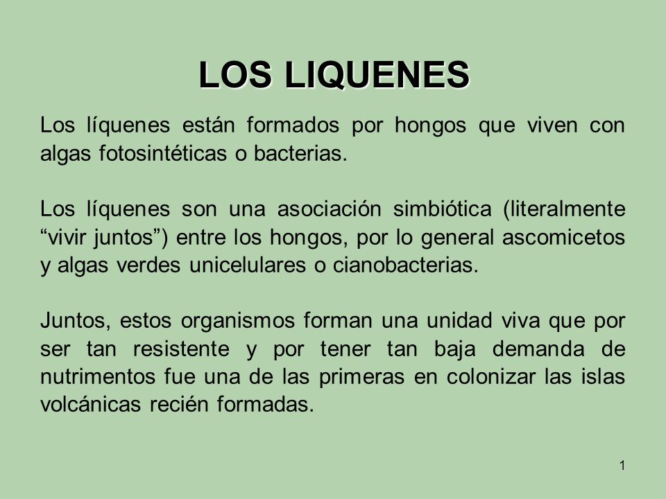 LOS LIQUENES Los líquenes están formados por hongos que viven con algas fotosintéticas o bacterias.