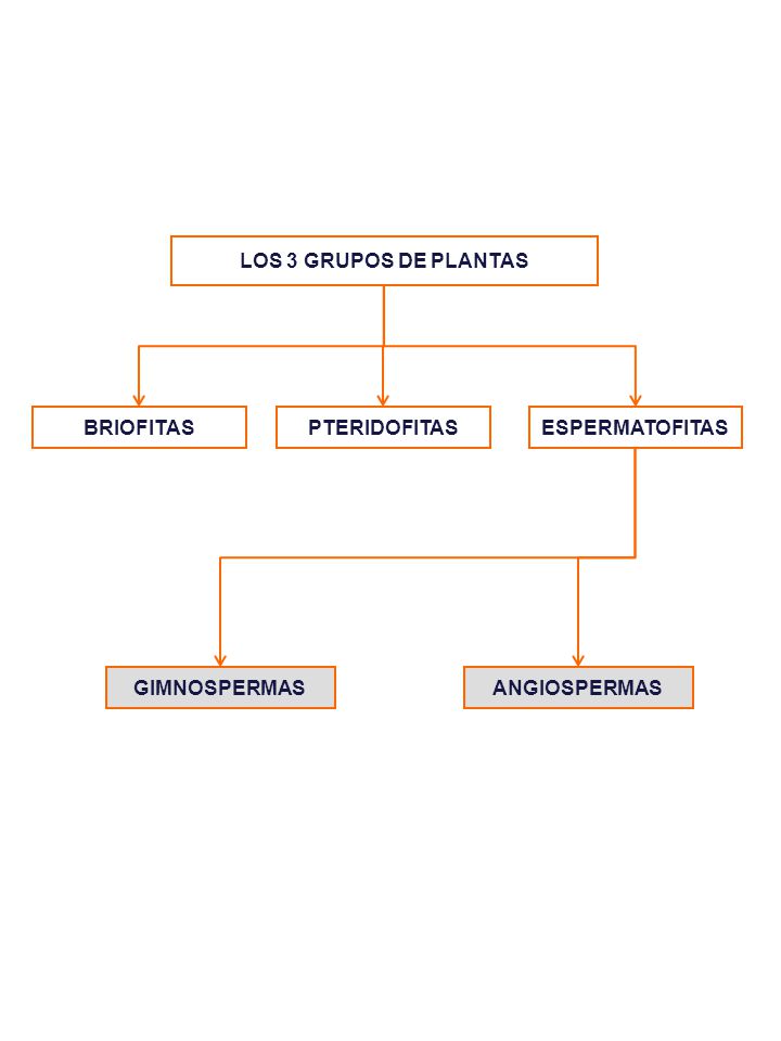 LOS 3 GRUPOS DE PLANTAS BRIOFITAS PTERIDOFITAS ESPERMATOFITAS GIMNOSPERMAS ANGIOSPERMAS