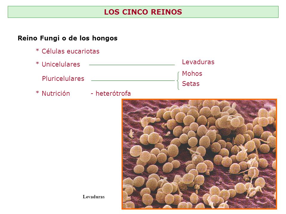 LOS CINCO REINOS Reino Fungi o de los hongos * Células eucariotas