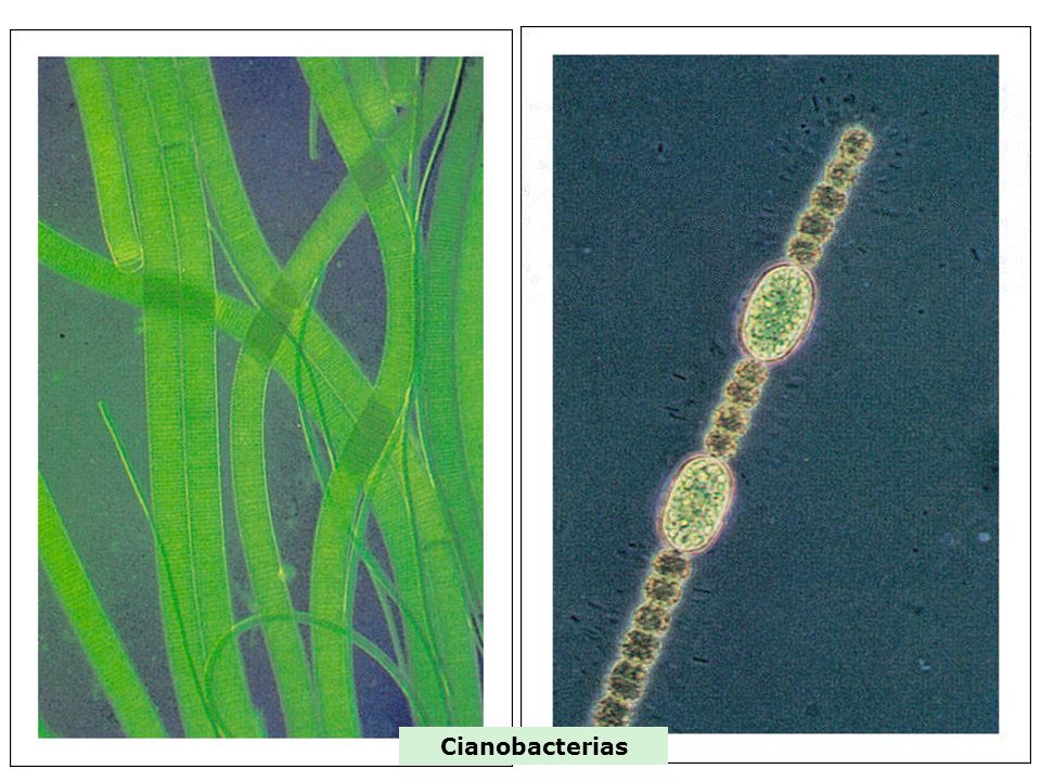 Cianobacterias