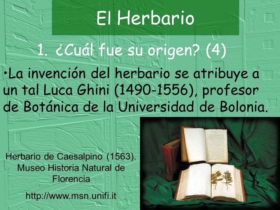 Herbario de Caesalpino (1563). Museo Historia Natural de Florencia