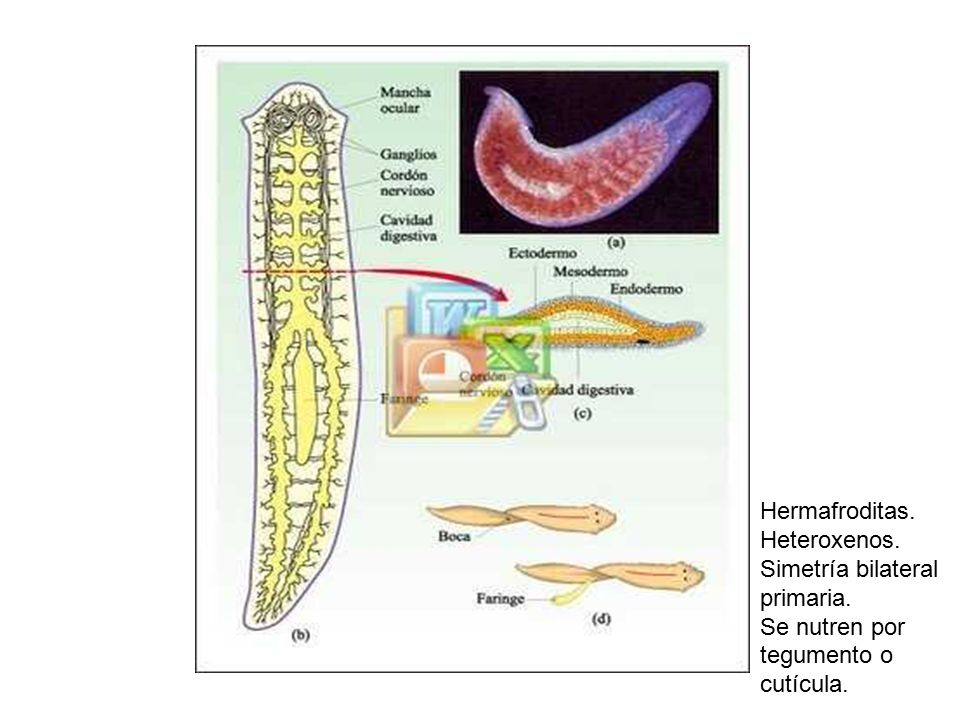 Hermafroditas. Heteroxenos. Simetría bilateral primaria. Se nutren por tegumento o cutícula.