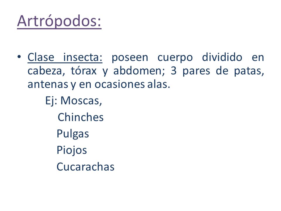 Artrópodos: Clase insecta: poseen cuerpo dividido en cabeza, tórax y abdomen; 3 pares de patas, antenas y en ocasiones alas.