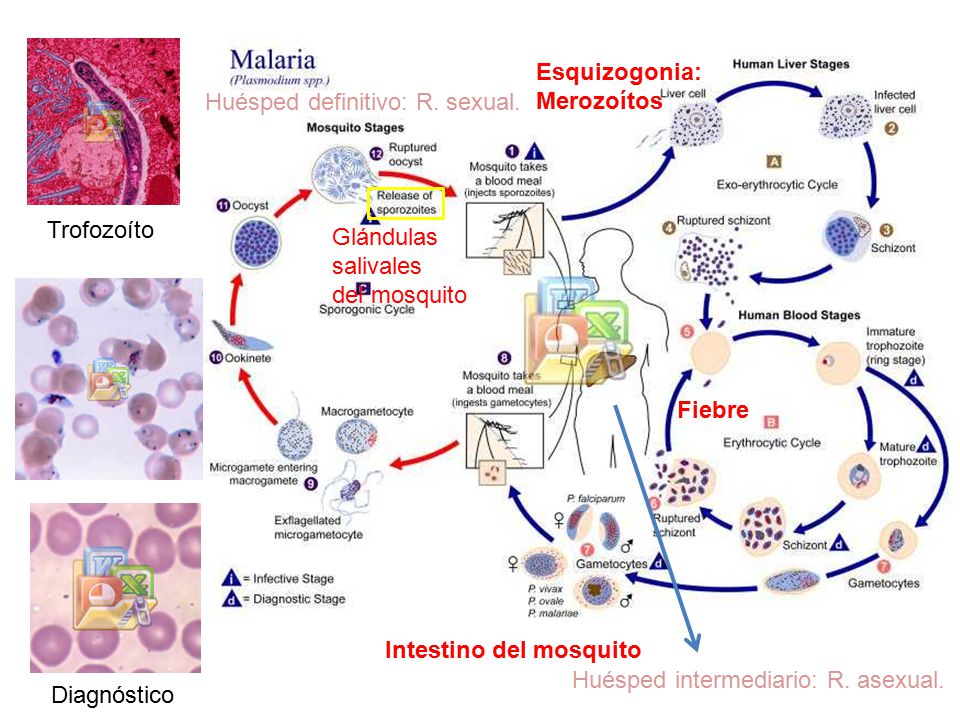 Esquizogonia: Merozoítos. Huésped definitivo: R. sexual. Trofozoíto. Glándulas. salivales. del mosquito.