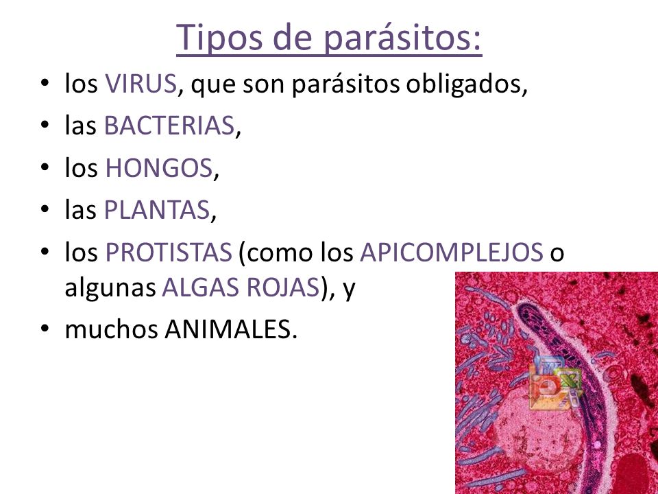 Tipos de parásitos: los VIRUS, que son parásitos obligados,