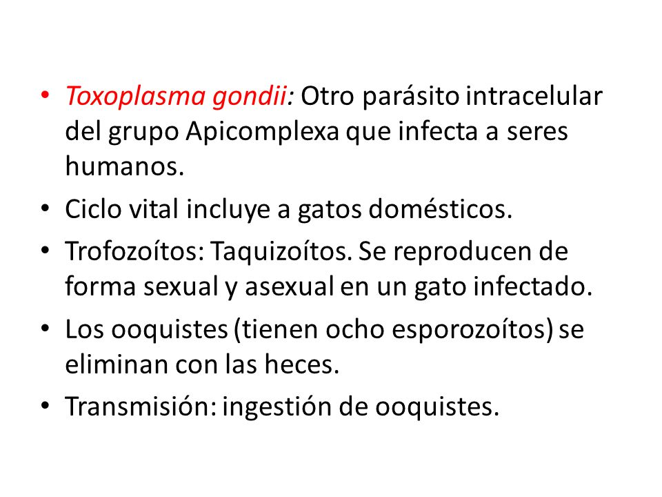 Toxoplasma gondii: Otro parásito intracelular del grupo Apicomplexa que infecta a seres humanos.