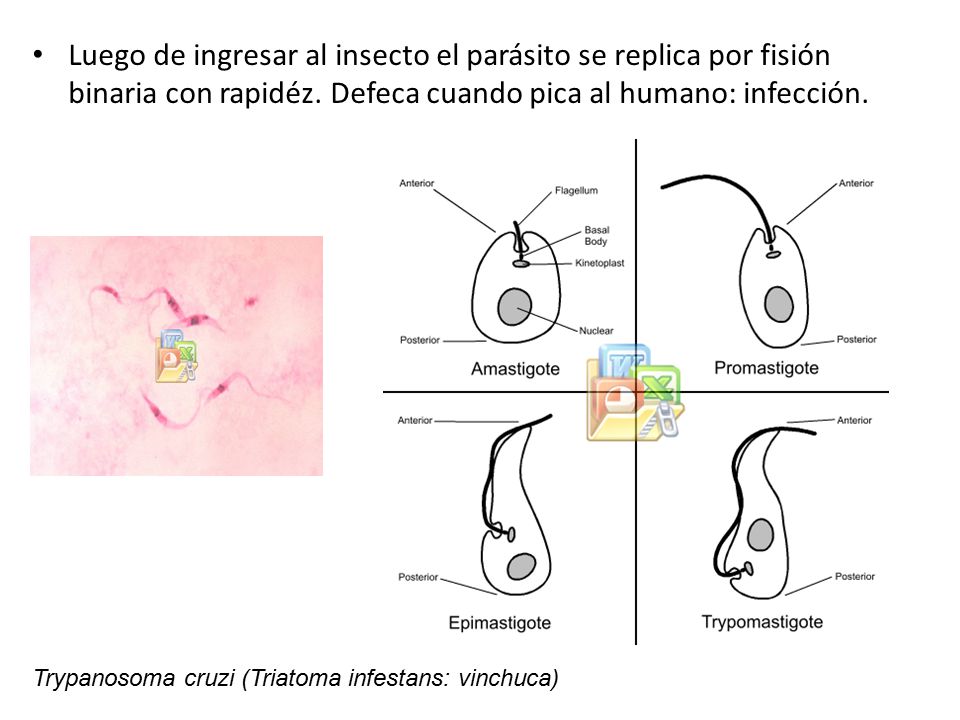 Luego de ingresar al insecto el parásito se replica por fisión binaria con rapidéz. Defeca cuando pica al humano: infección.