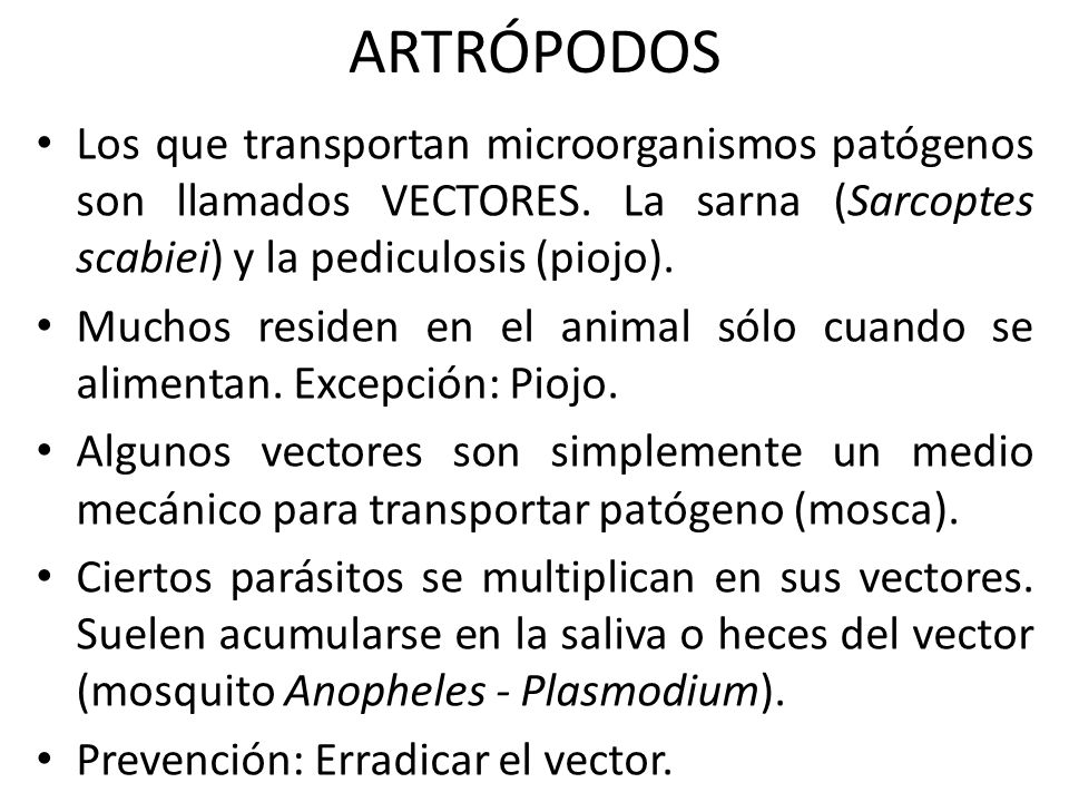 ARTRÓPODOS Los que transportan microorganismos patógenos son llamados VECTORES. La sarna (Sarcoptes scabiei) y la pediculosis (piojo).