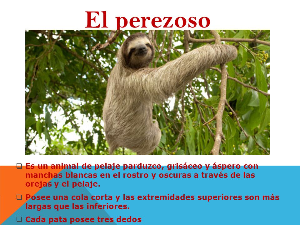 El perezoso Es un animal de pelaje parduzco, grisáceo y áspero con manchas blancas en el rostro y oscuras a través de las orejas y el pelaje.