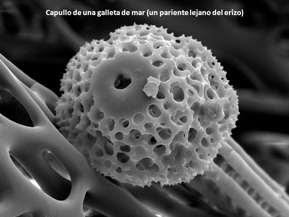 Capullo de una galleta de mar (un pariente lejano del erizo)