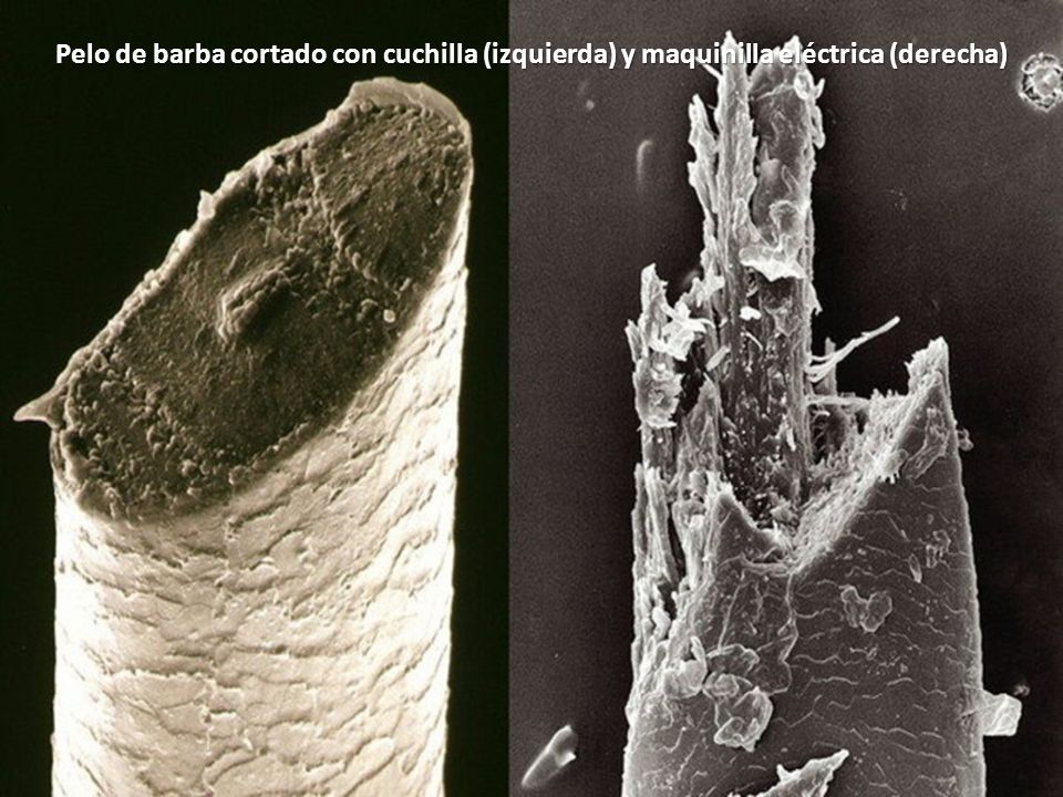 Pelo de barba cortado con cuchilla (izquierda) y maquinilla eléctrica (derecha)