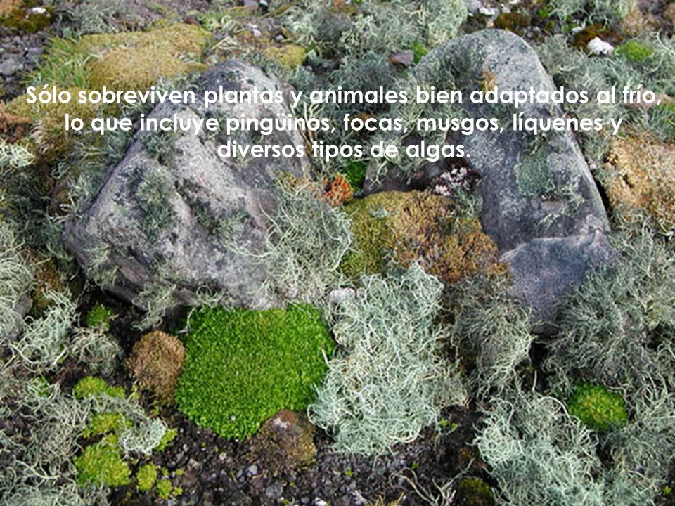 Sólo sobreviven plantas y animales bien adaptados al frío, lo que incluye pingüinos, focas, musgos, líquenes y diversos tipos de algas.