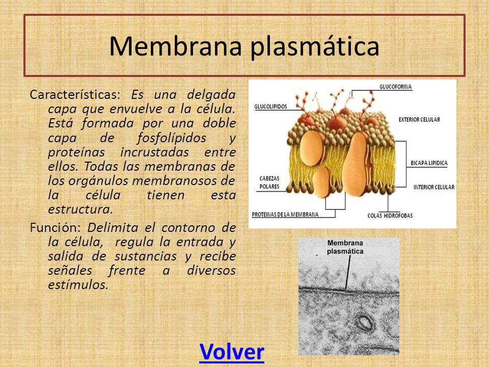 Membrana plasmática Volver