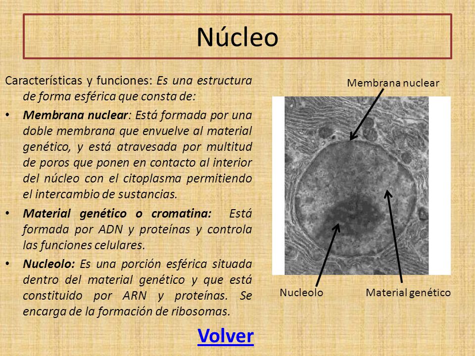 Núcleo Características y funciones: Es una estructura de forma esférica que consta de: