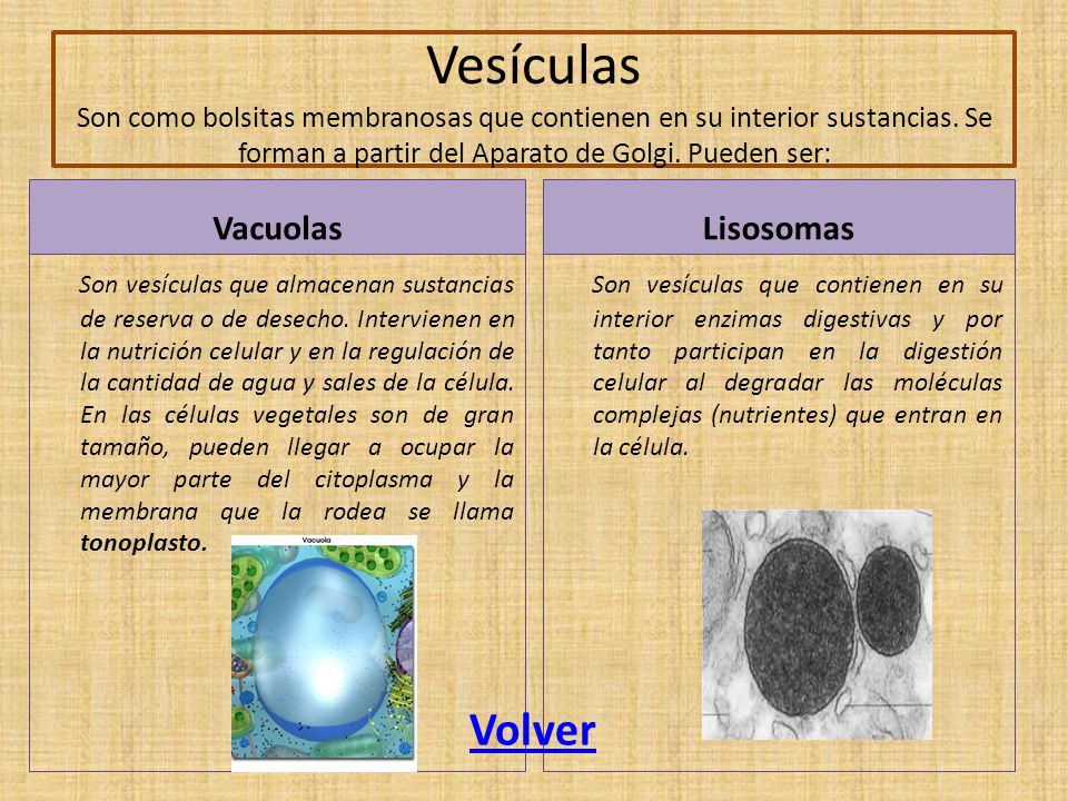 Vesículas Son como bolsitas membranosas que contienen en su interior sustancias. Se forman a partir del Aparato de Golgi. Pueden ser: