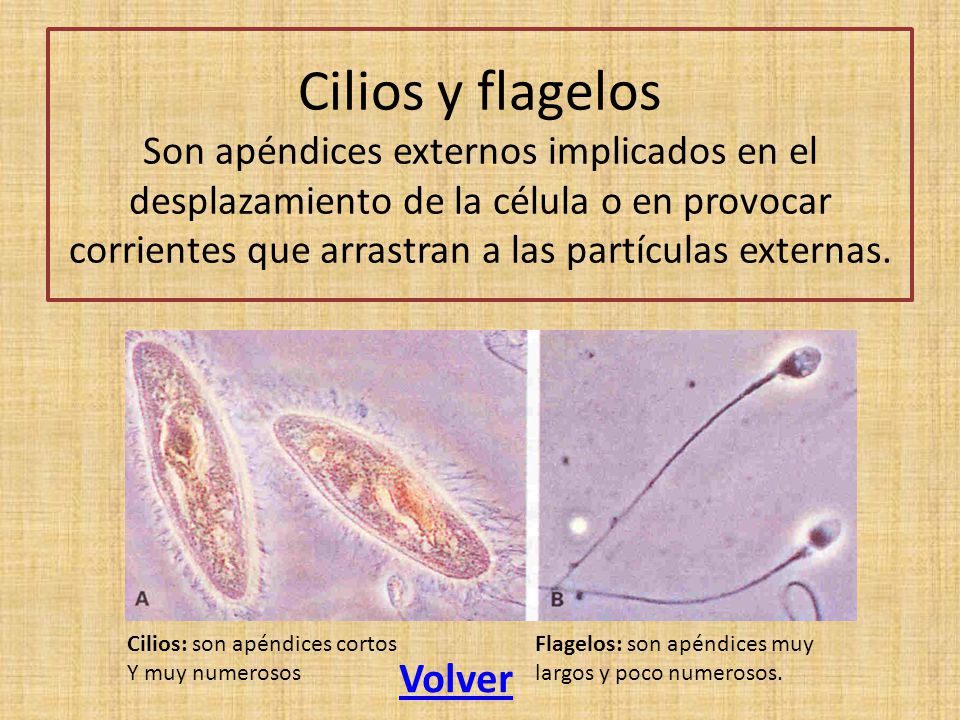 Cilios y flagelos Son apéndices externos implicados en el desplazamiento de la célula o en provocar corrientes que arrastran a las partículas externas.