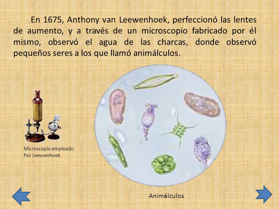 En 1675, Anthony van Leewenhoek, perfeccionó las lentes de aumento, y a través de un microscopio fabricado por él mismo, observó el agua de las charcas, donde observó pequeños seres a los que llamó animálculos.