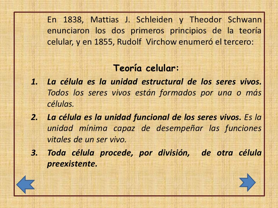 En 1838, Mattias J. Schleiden y Theodor Schwann enunciaron los dos primeros principios de la teoría celular, y en 1855, Rudolf Virchow enumeró el tercero: