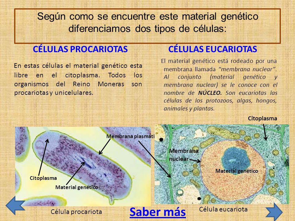Según como se encuentre este material genético diferenciamos dos tipos de células: