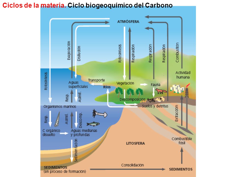 Ciclos de la materia. Ciclo biogeoquímico del Carbono