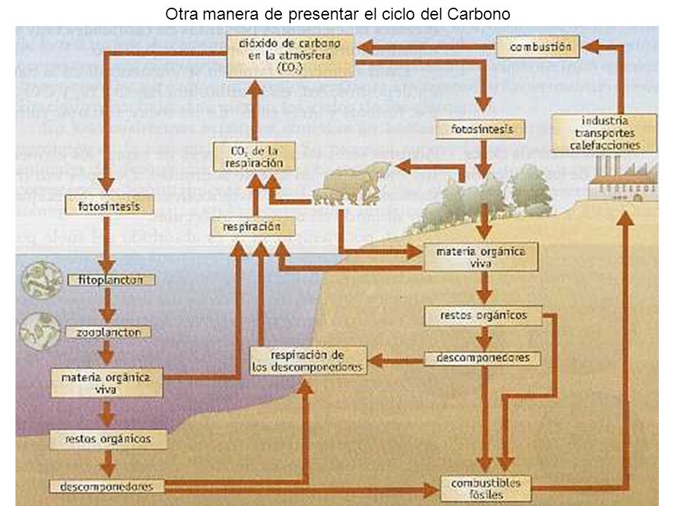 Otra manera de presentar el ciclo del Carbono