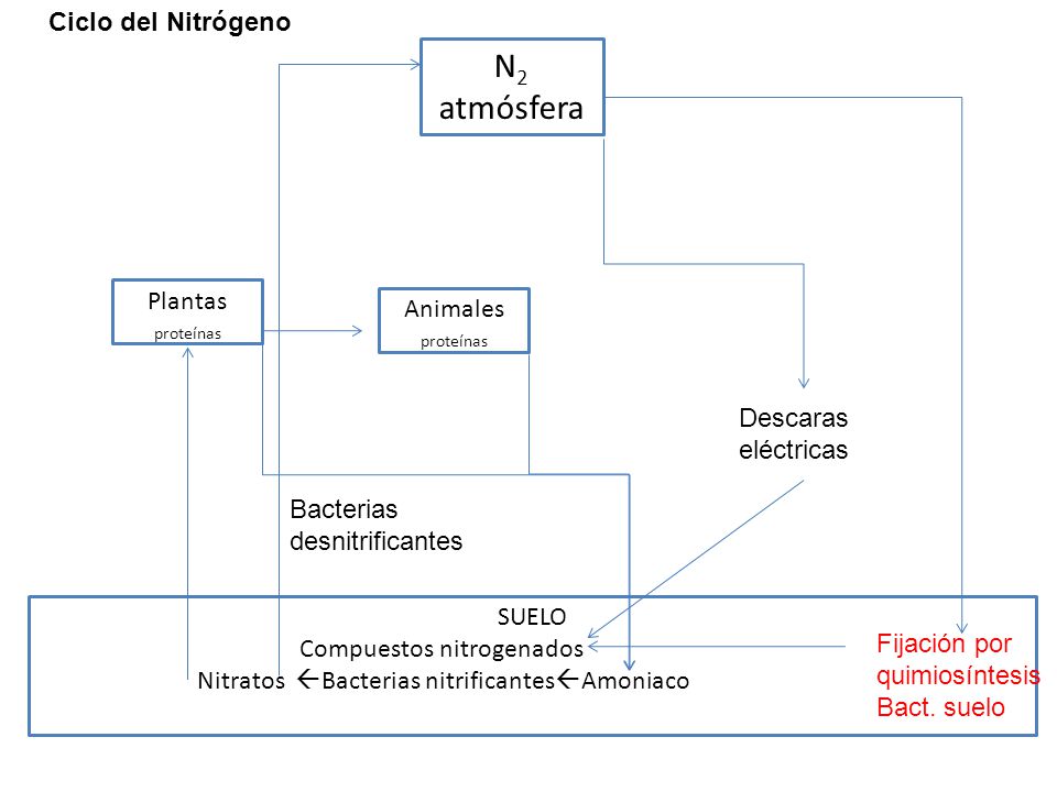 N2 atmósfera Ciclo del Nitrógeno Plantas Animales proteínas proteínas