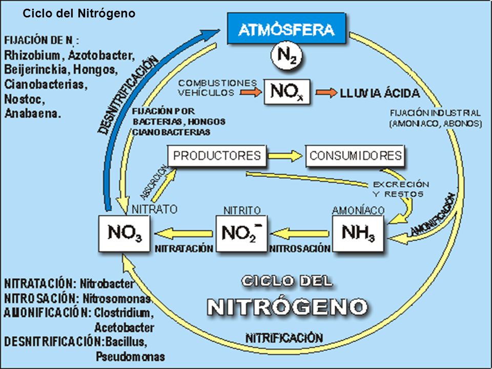 Ciclo del Nitrógeno