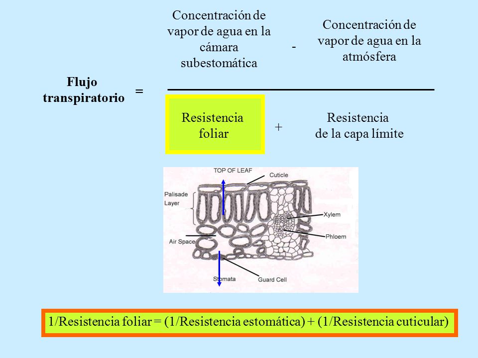 Concentración de vapor de agua en la cámara subestomática