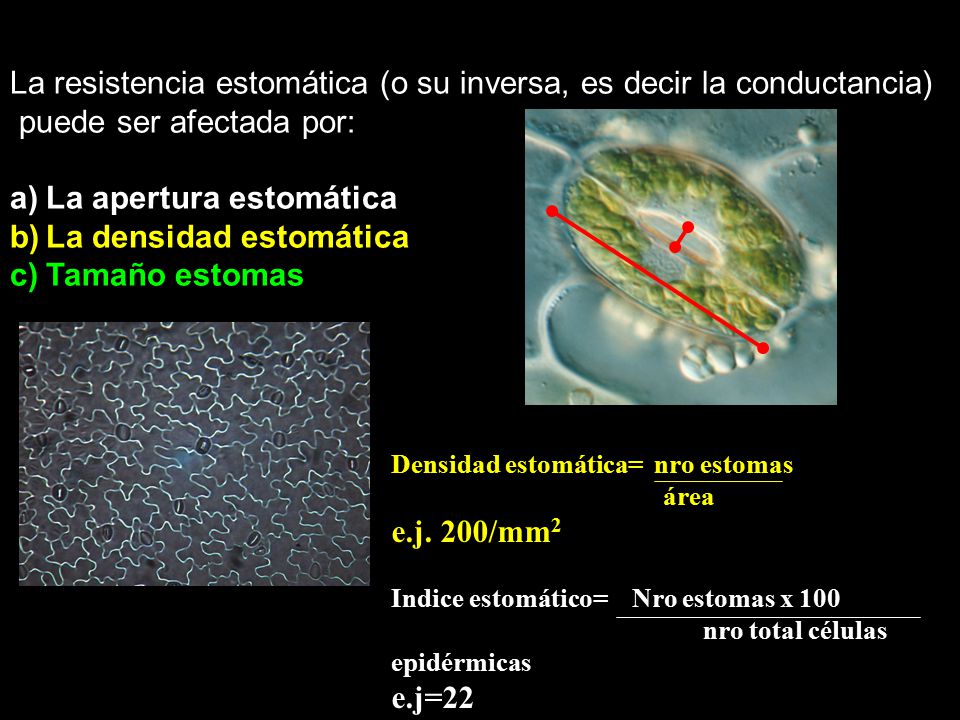 La resistencia estomática (o su inversa, es decir la conductancia)